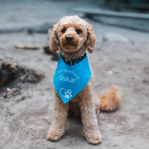 Therapy dog Oskar wearing a blue bandana